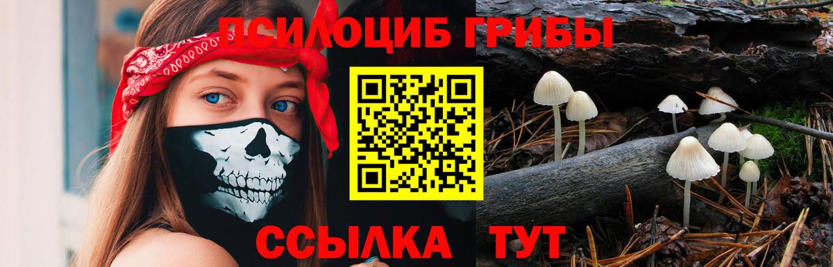 купить наркотик  Вход с VPN  Дальнереченск  Галлюциногенные грибы Cubensis 